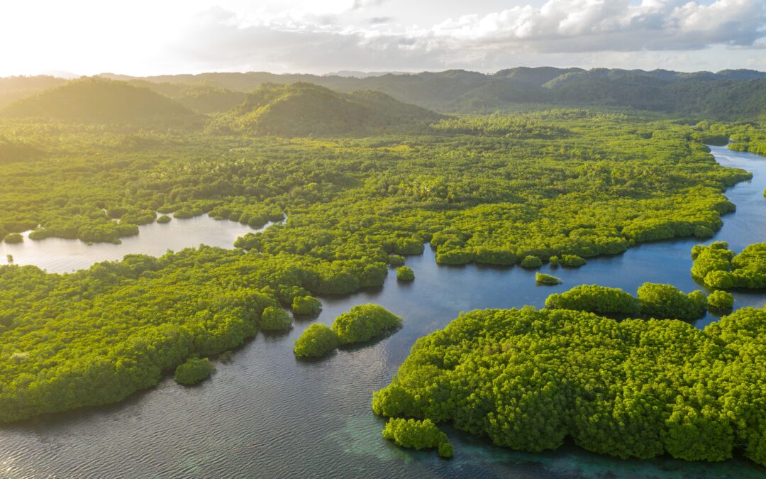Is TNFD a solution to the biodiversity crisis?