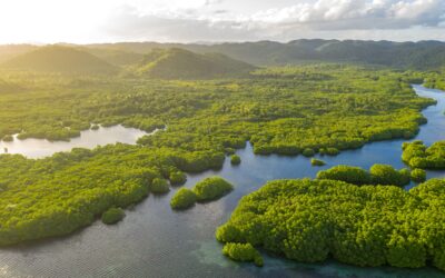 Is TNFD a solution to the biodiversity crisis?