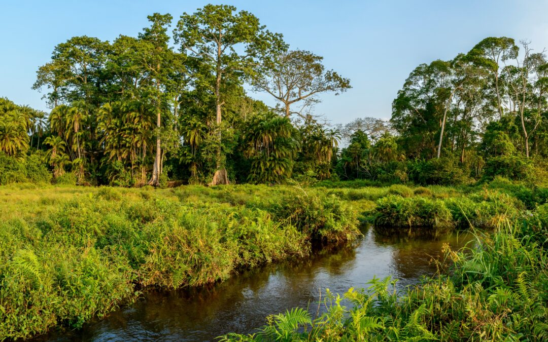 Ist TNFD eine Lösung gegen die Biodiversitätskrise?